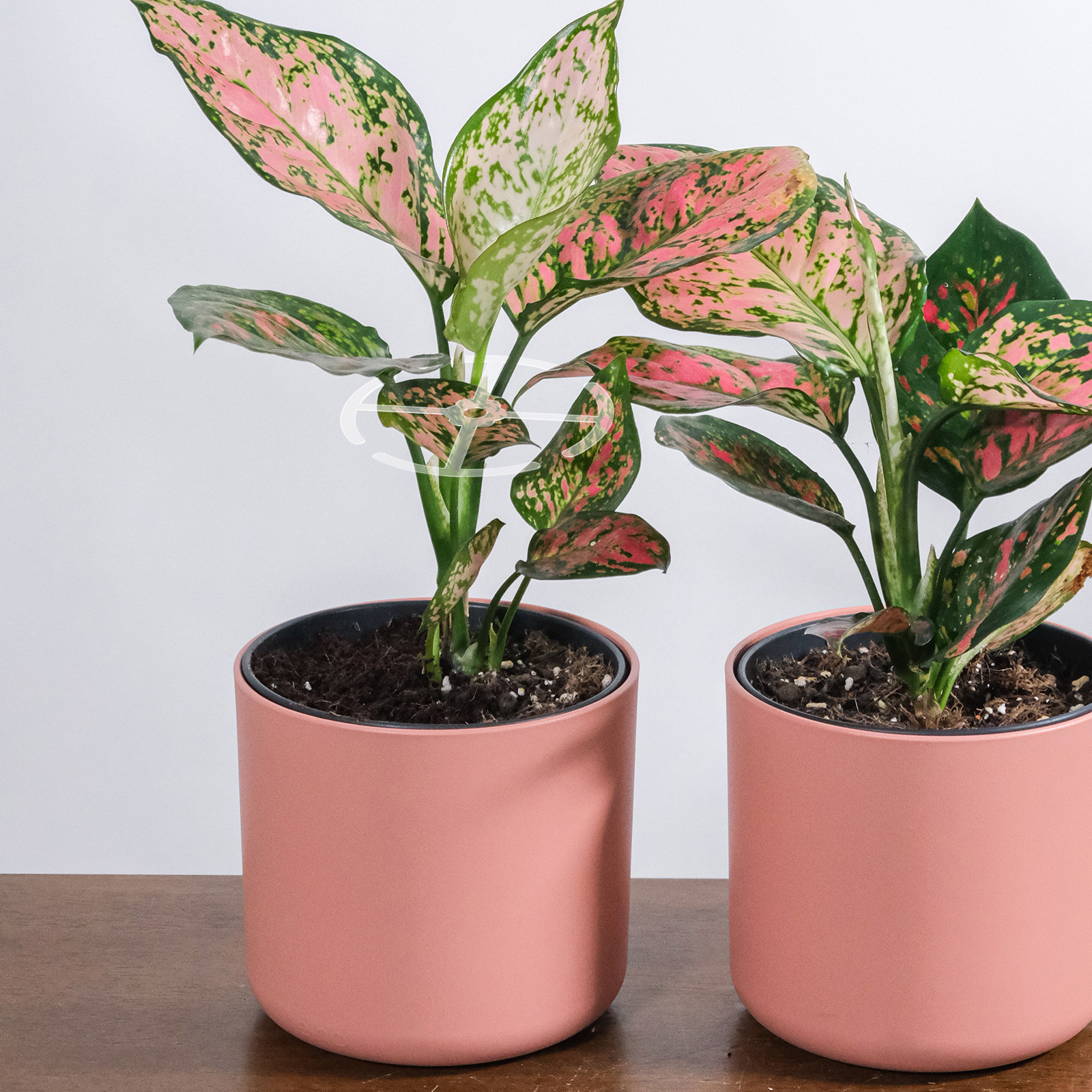Bonsai Vertical Garden - Set di 4 Supporti in Acrilico
