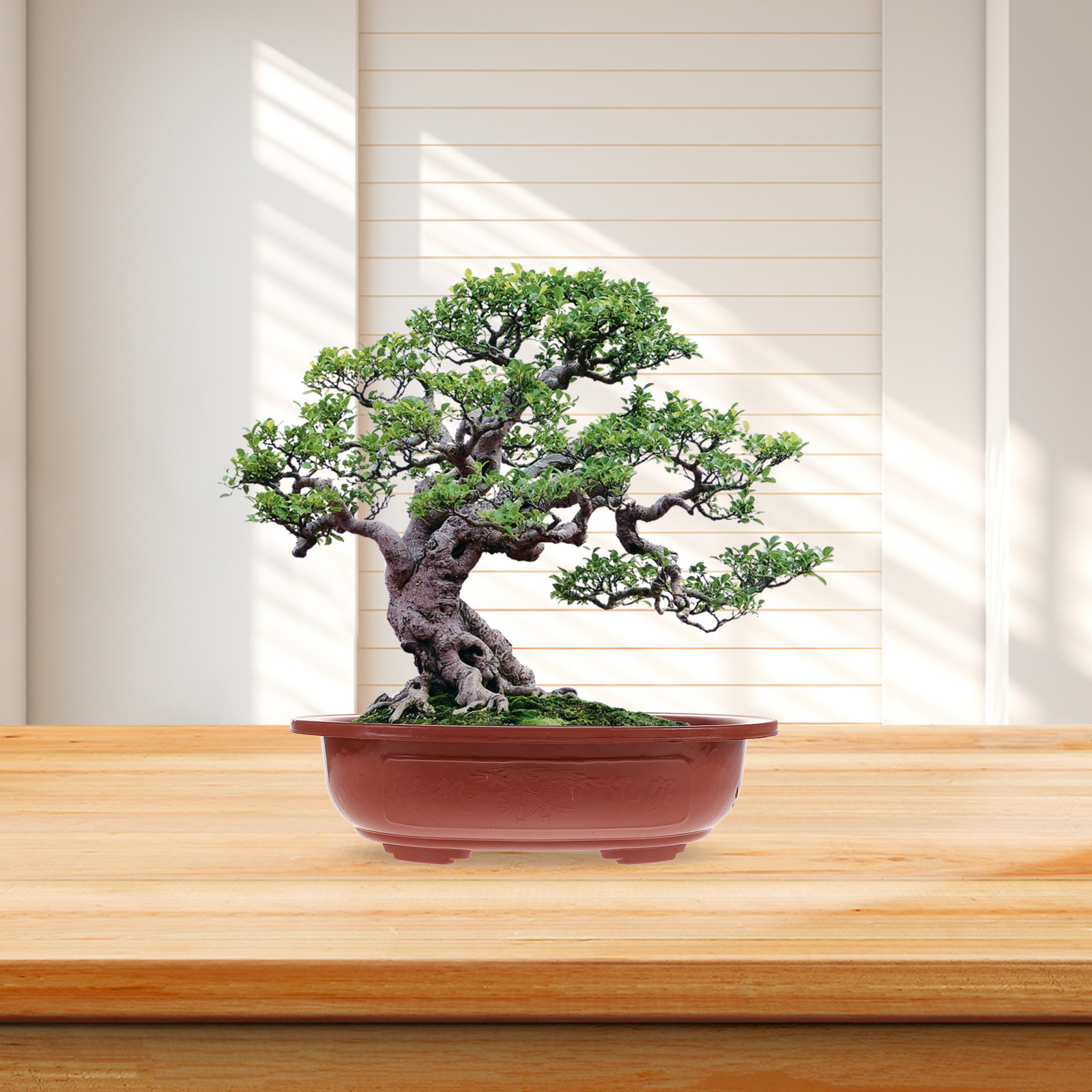 4 Pezzi di Vasi per Bonsai in  - Bonsai Vertical Garden recensione e prezzo