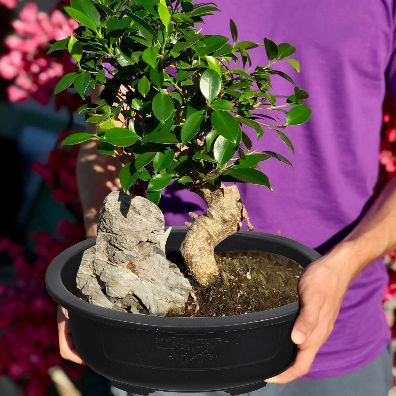 2 Pezzi Vaso Grande Ovale in P - Bonsai Vertical Garden recensione e prezzo