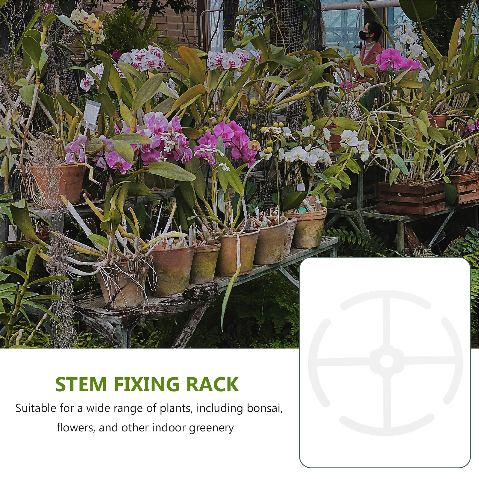Supporto per steli di piante r - Bonsai Vertical Garden recensione e prezzo