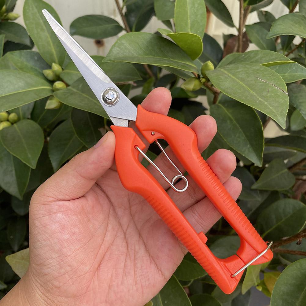 Forbici da Potatura Profession - Bonsai Garden Tree recensione e prezzo